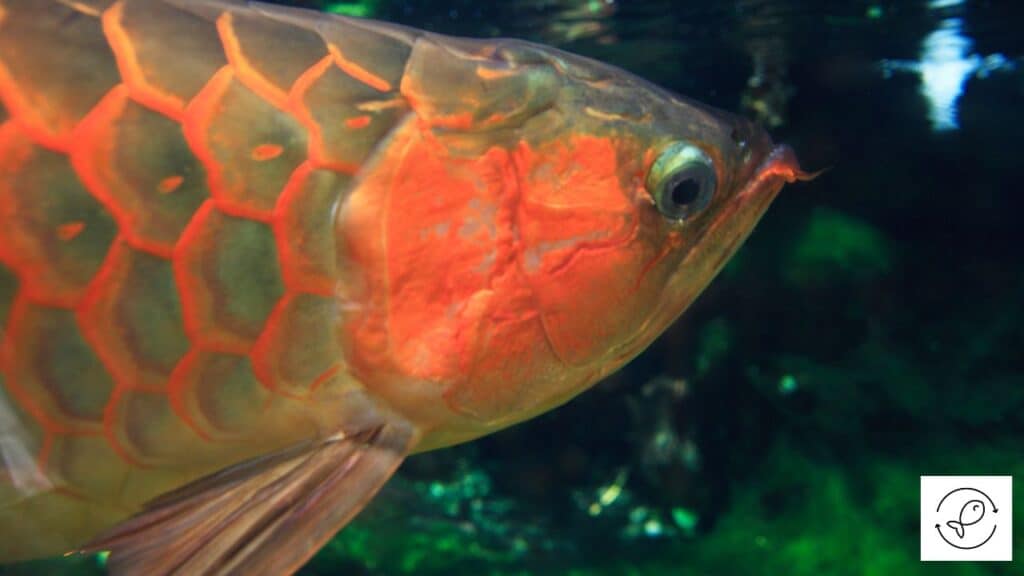 Arowana swimming in a tank