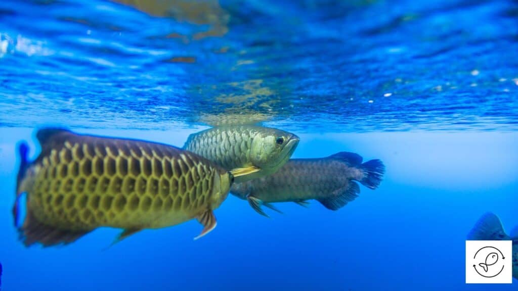 Arowana with tank mates