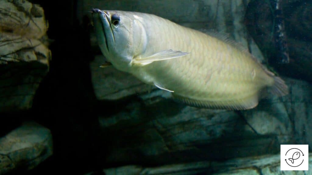 Beautiful silver arowana