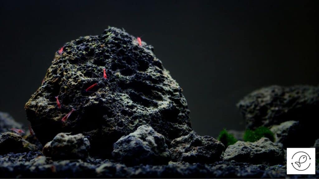 Brackish aquarium