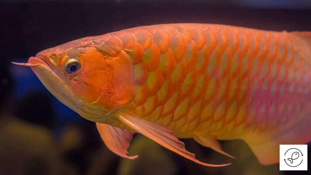 Colorful arowana
