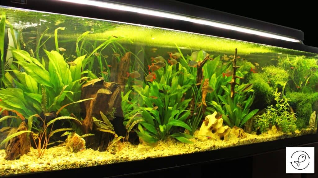 Freshwater aquarium
