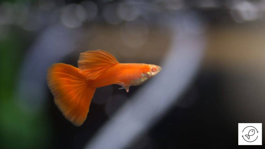 Guppy in ideal water parameters