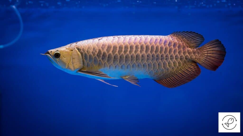 Healthy arowana