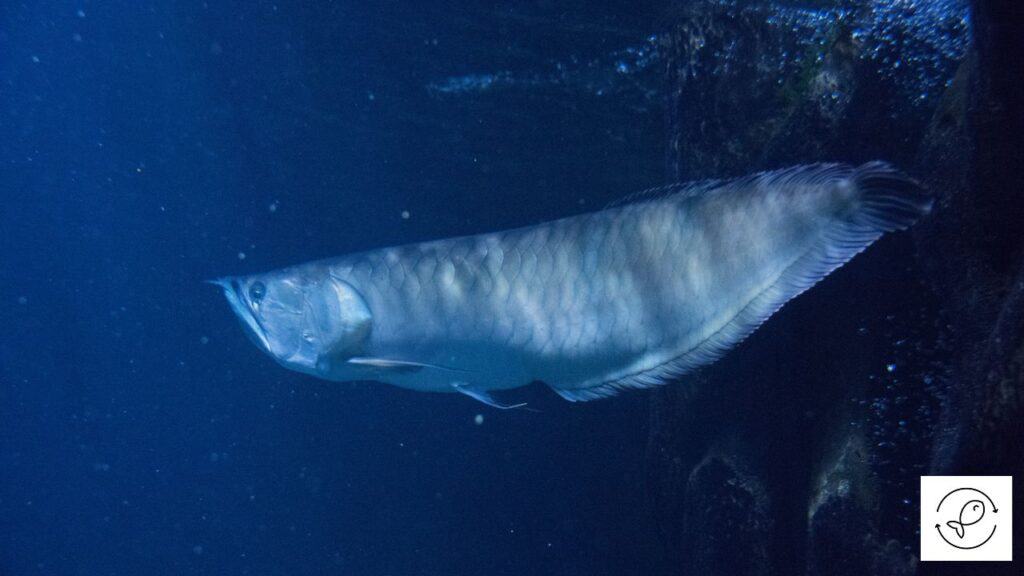 Healthy silver arowana