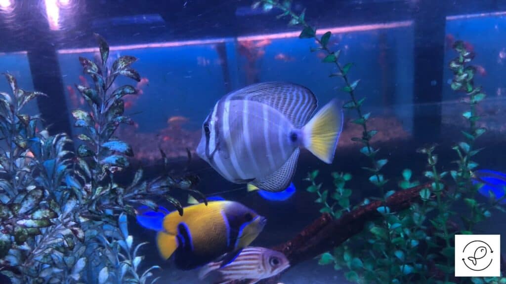 Saltwater aquarium