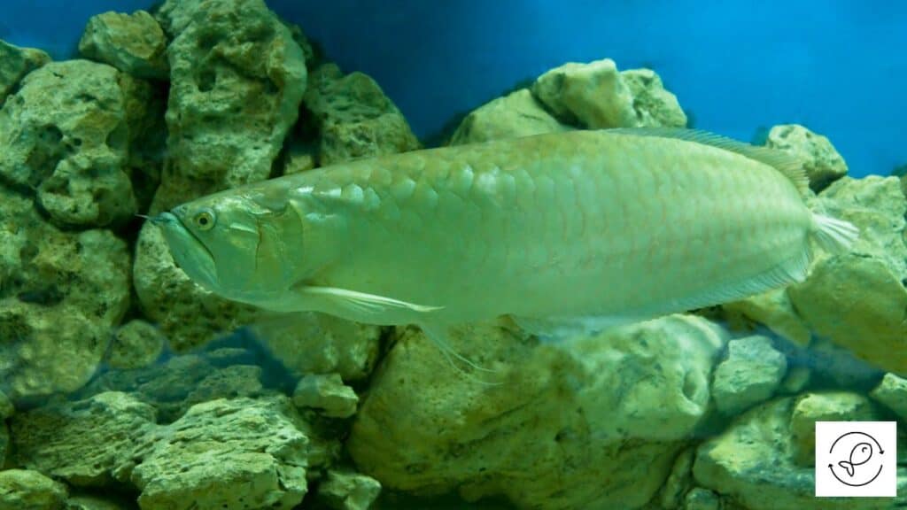 Silver arowana in a tank