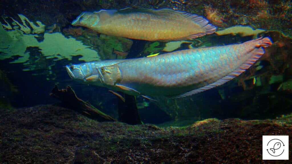Silver arowana with tank mates