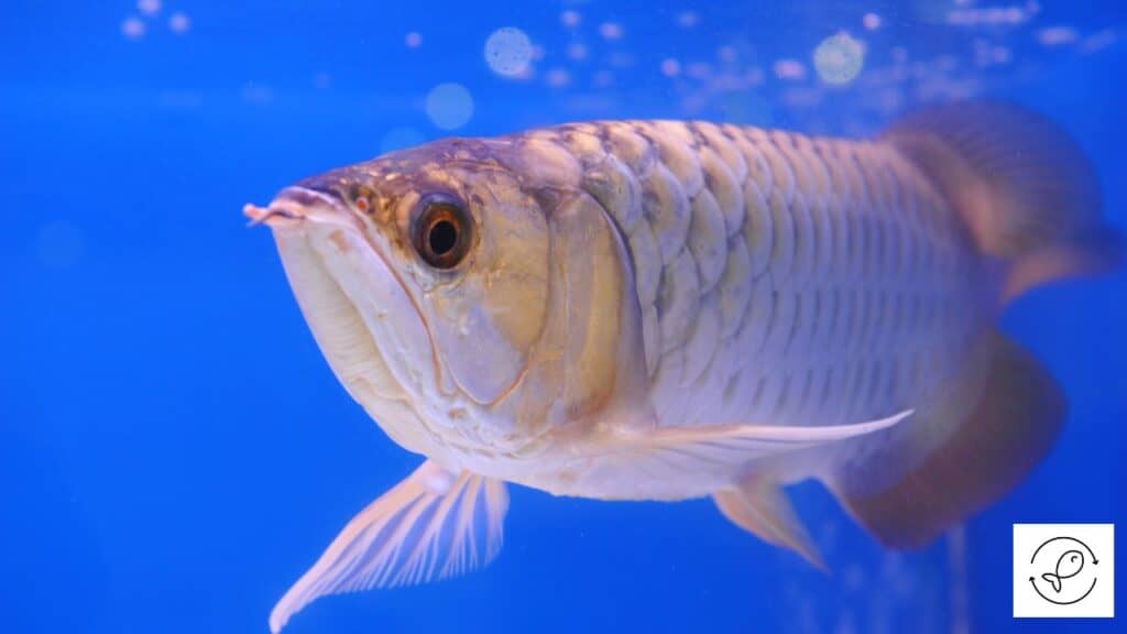 Asian arowana