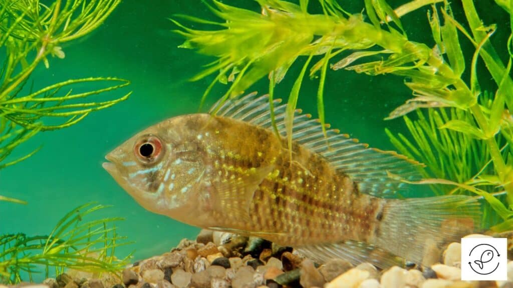 Blue acara