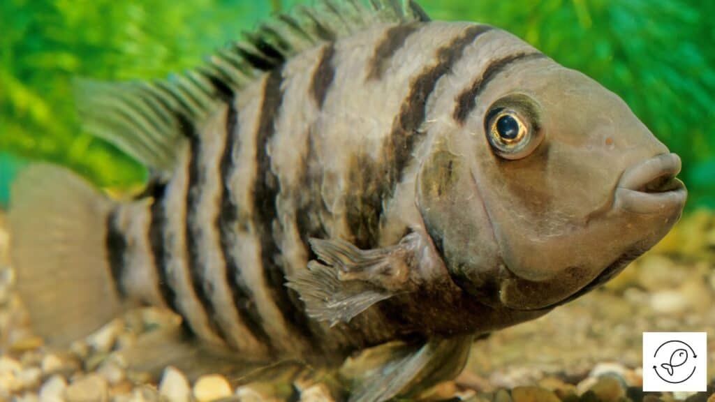 Convict cichlid