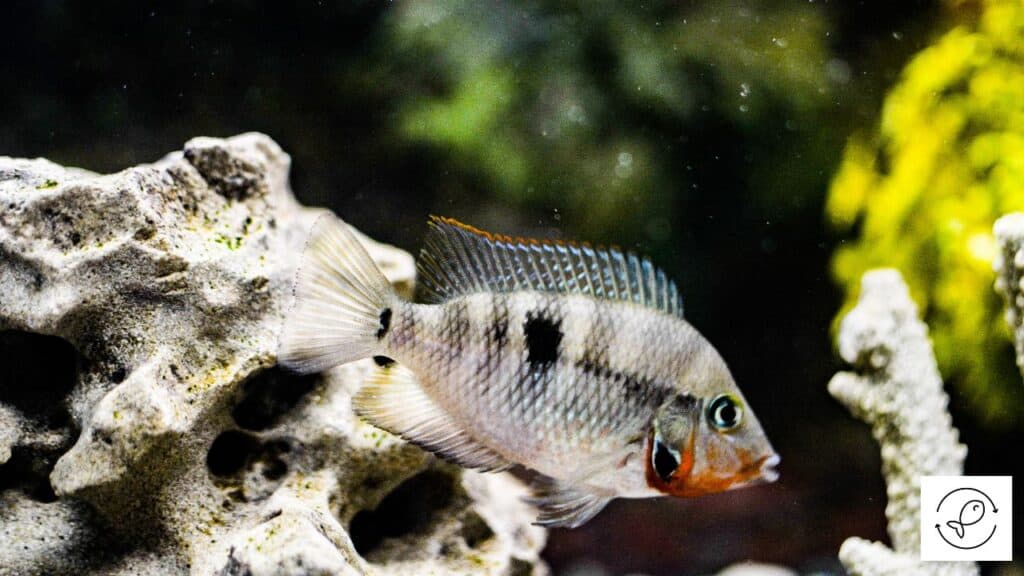 Firemouth cichlid