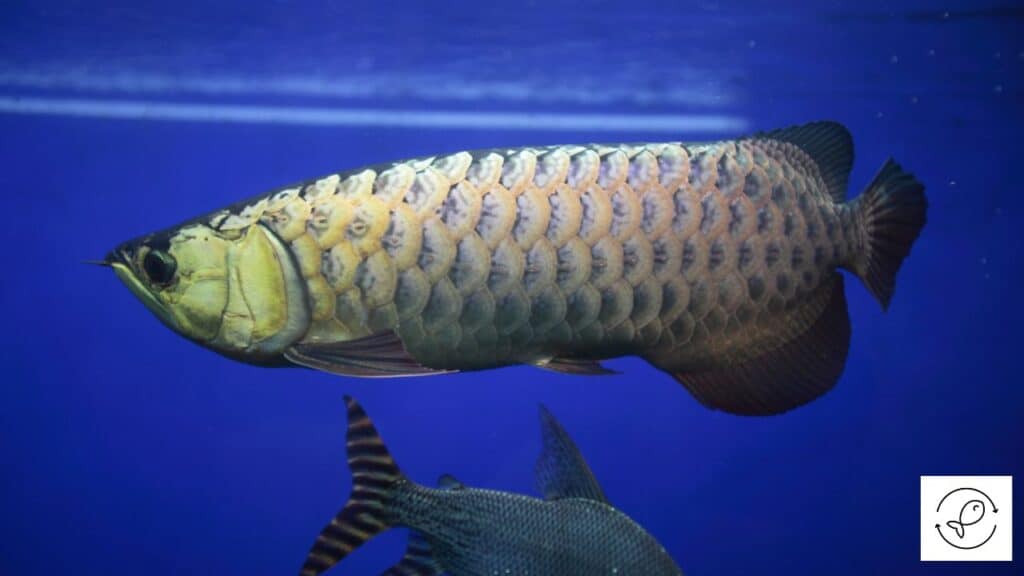 Golden arowana