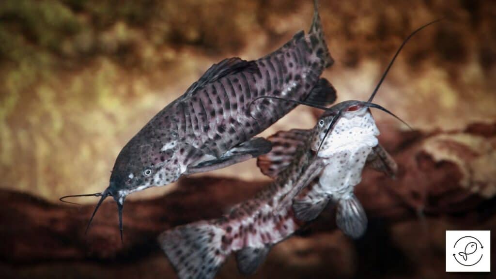 Hoplo catfish