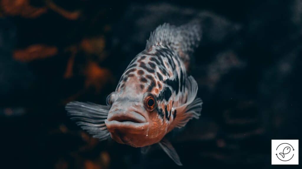 Jaguar cichlid