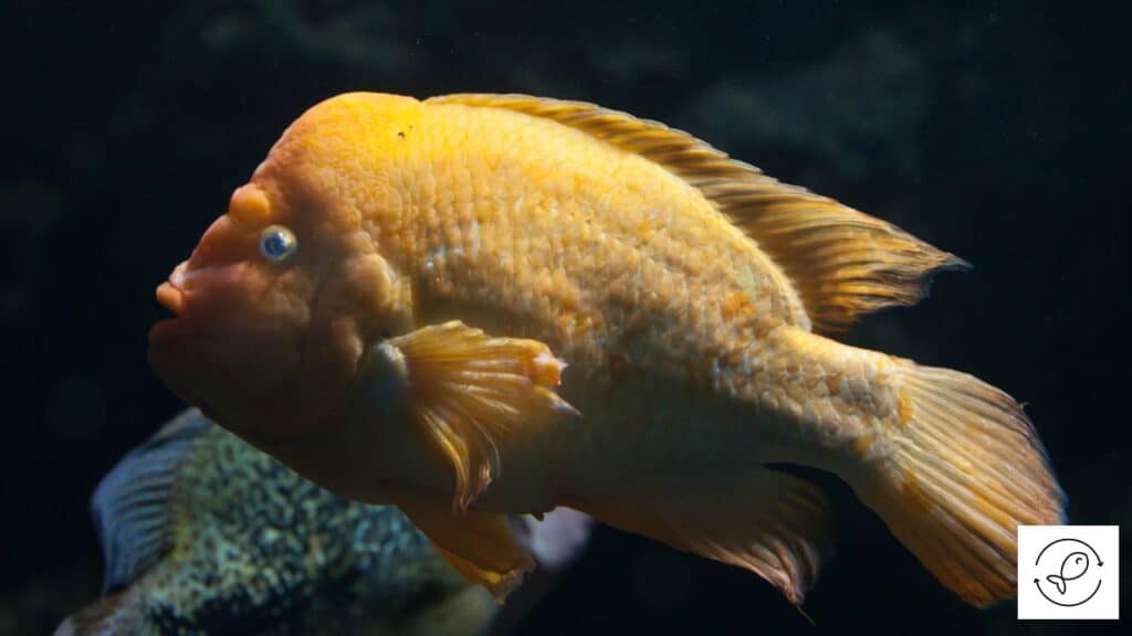 Midas cichlid