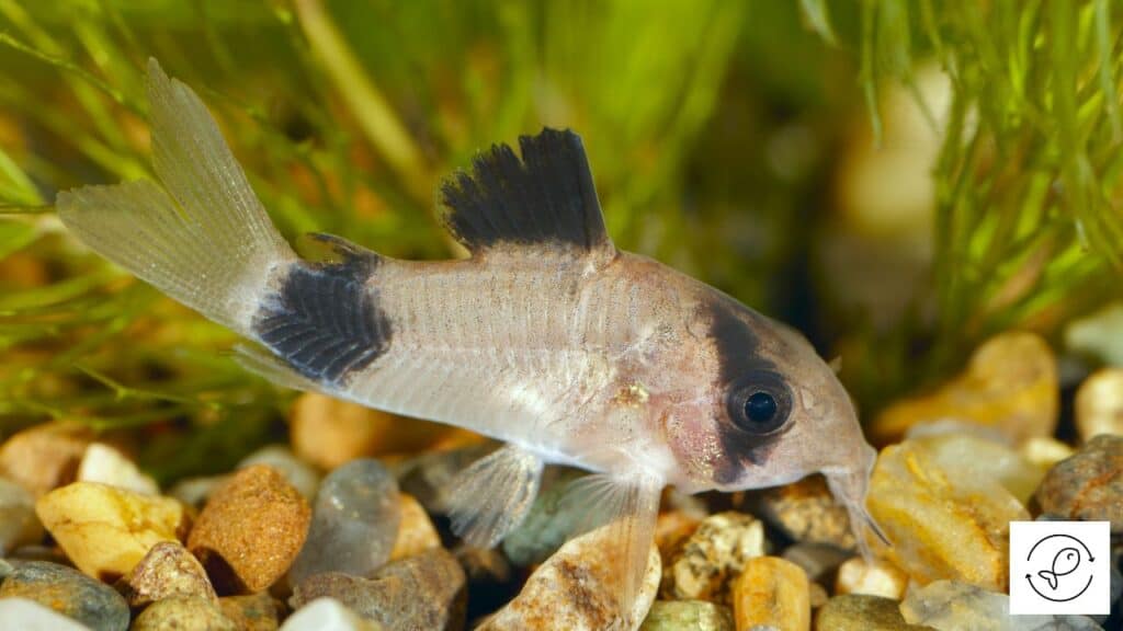 Panda Corydoras
