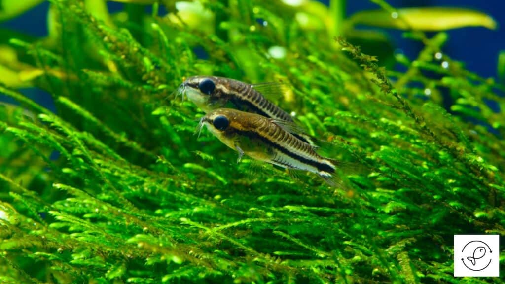 Pygmy Corydoras