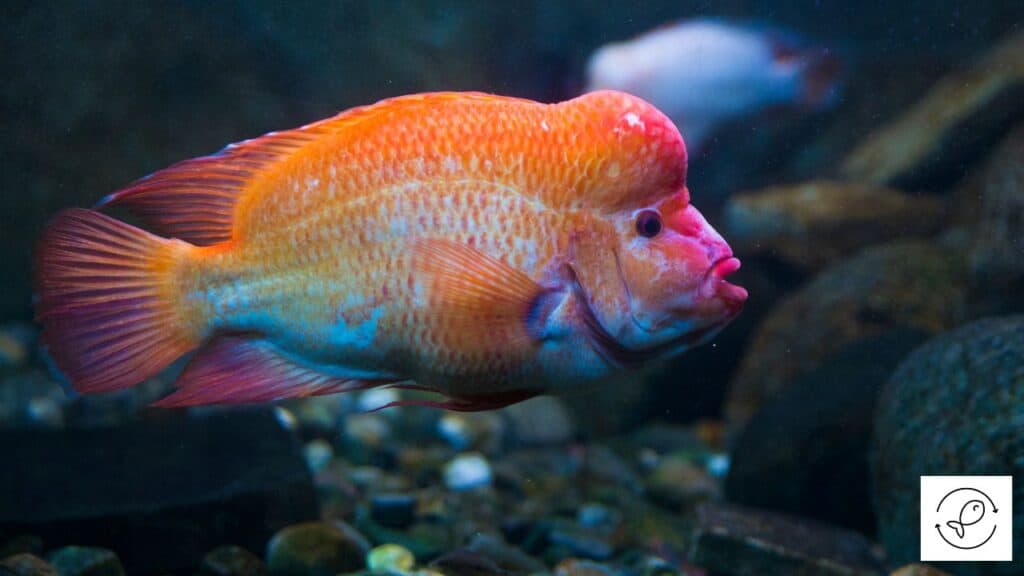 Red devil cichlid
