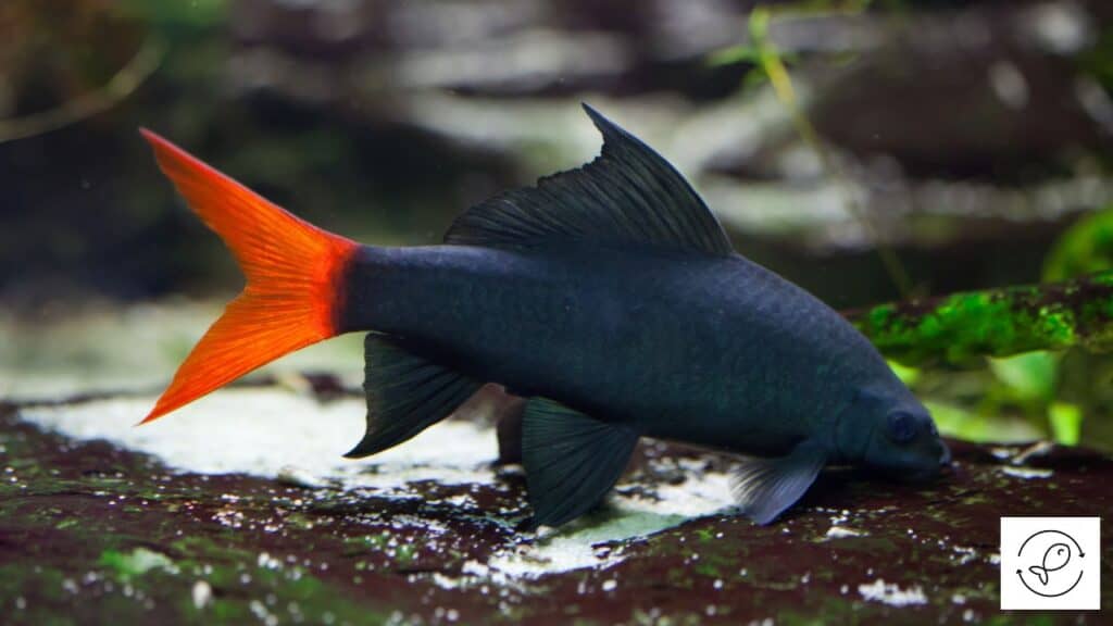 Red-tailed black shark