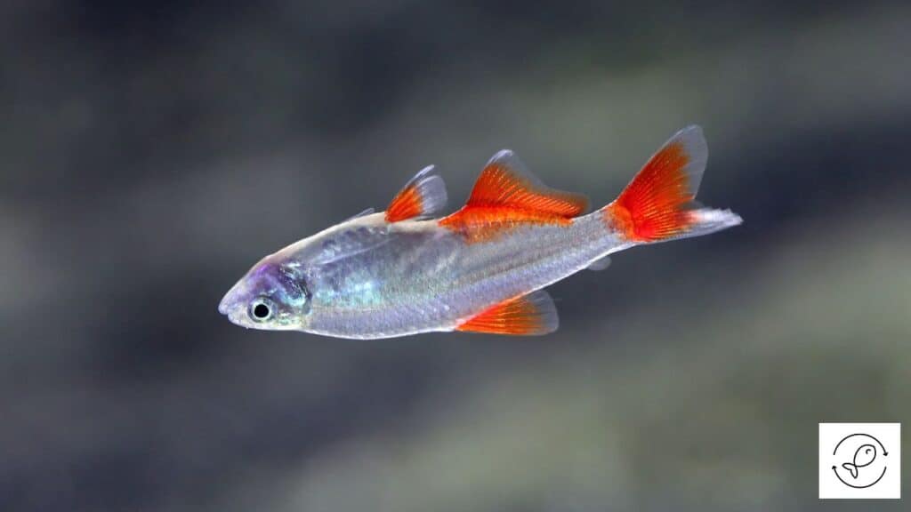 Bloodfin Tetra