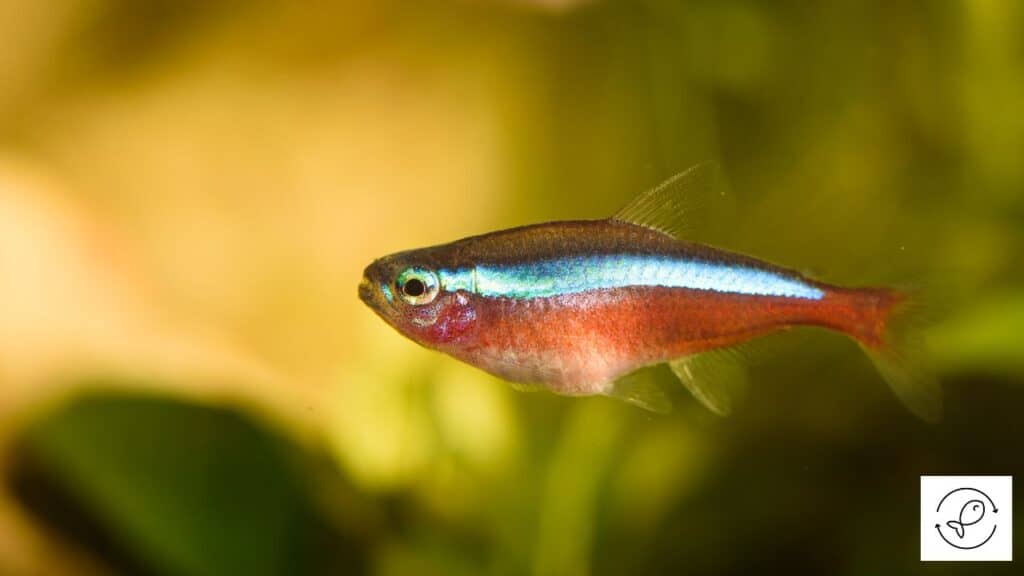Cardinal Tetra