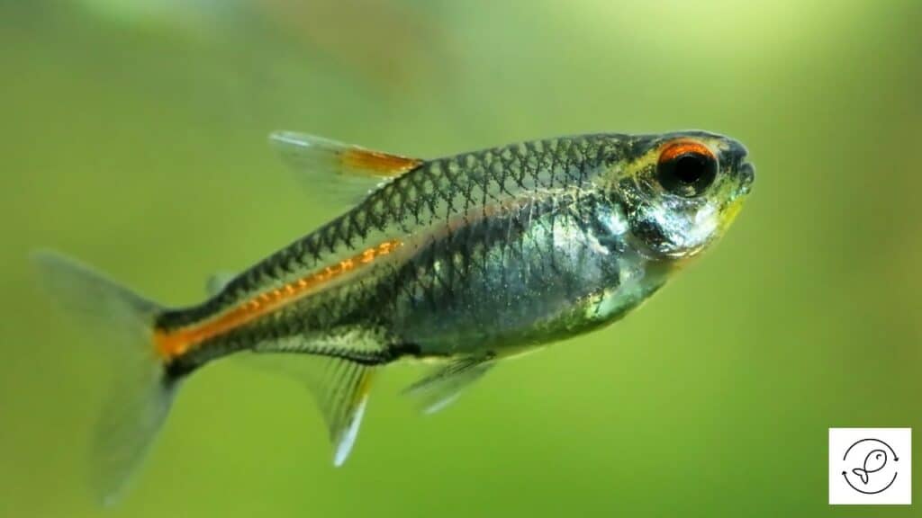 Glowlight Tetra