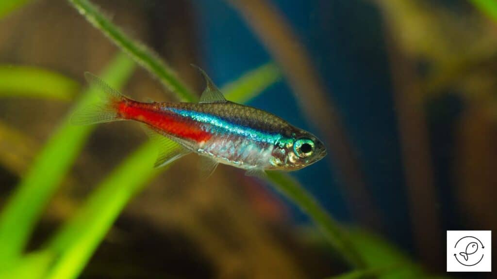 Neon Tetra