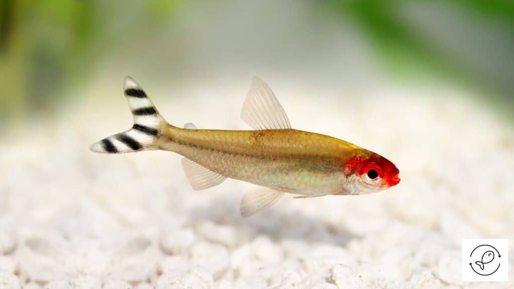 Rummy-nose Tetra