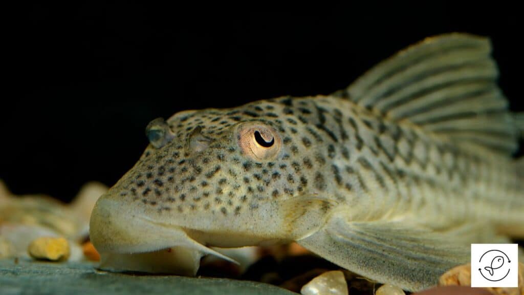 Suckermouth Catfish
