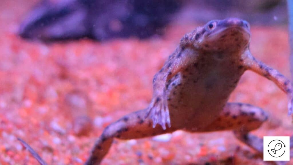 African Dwarf Frog