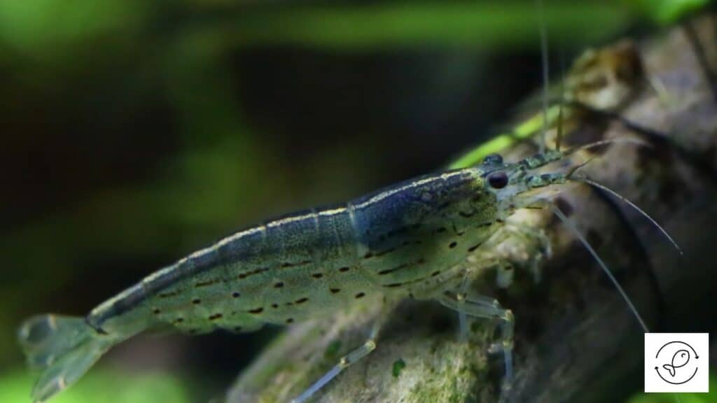 Amano Shrimp