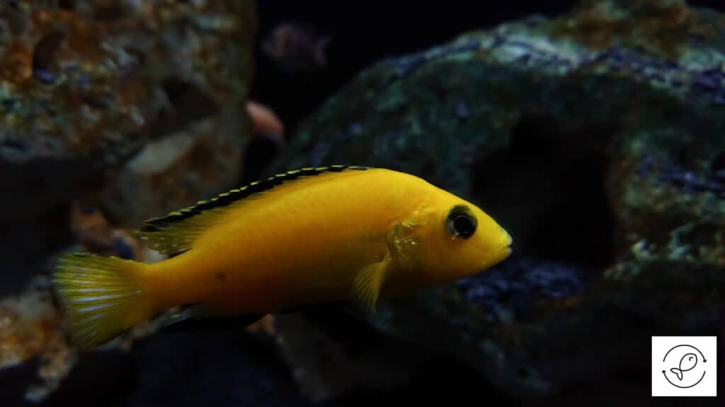 Electric Yellow Cichlid