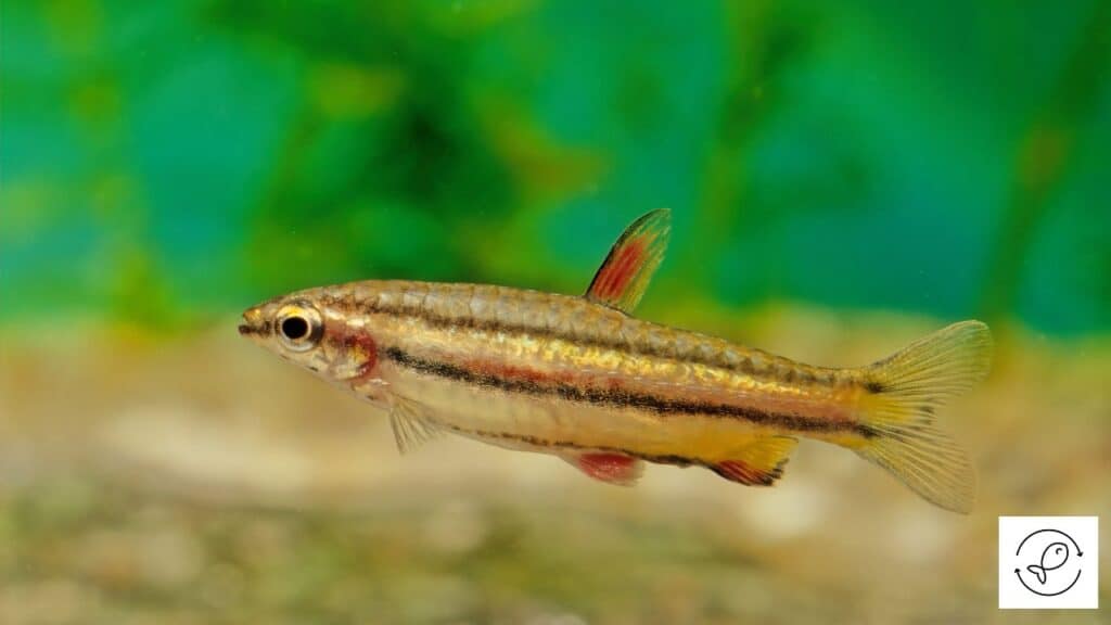 Three-lined Pencilfish