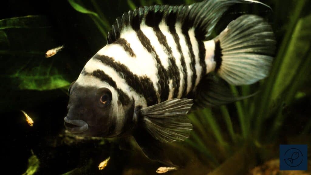Convict Cichlid