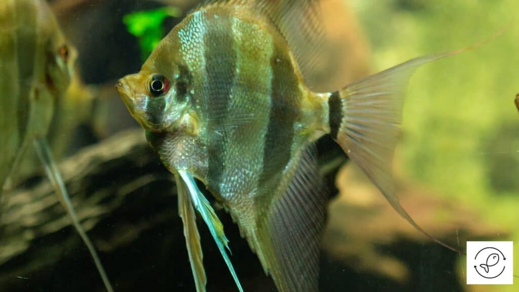 Altum Angelfish