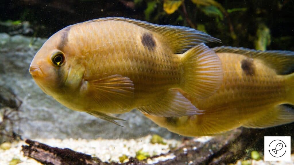 Keyhole Cichlid
