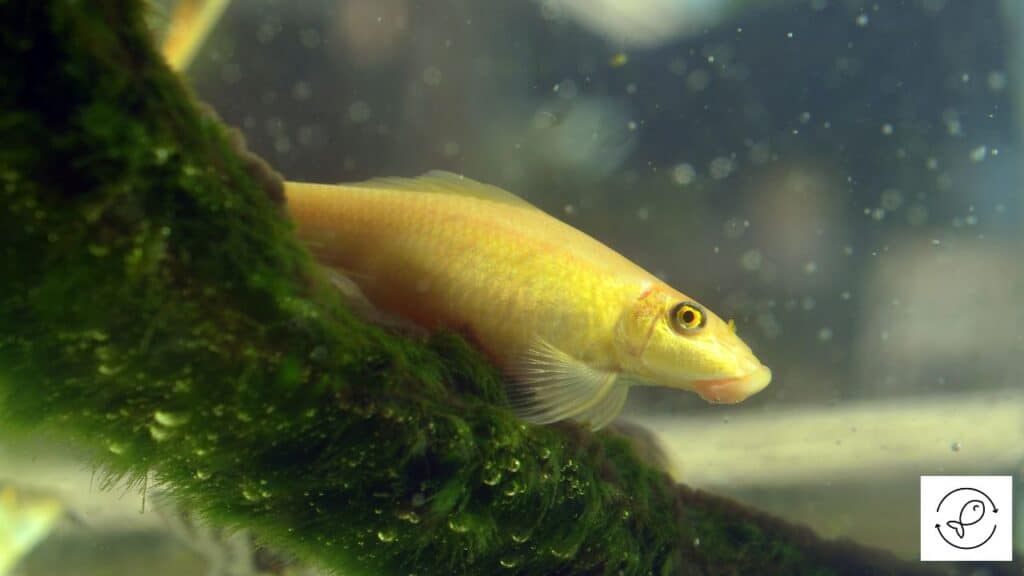 Chinese Algae Eater