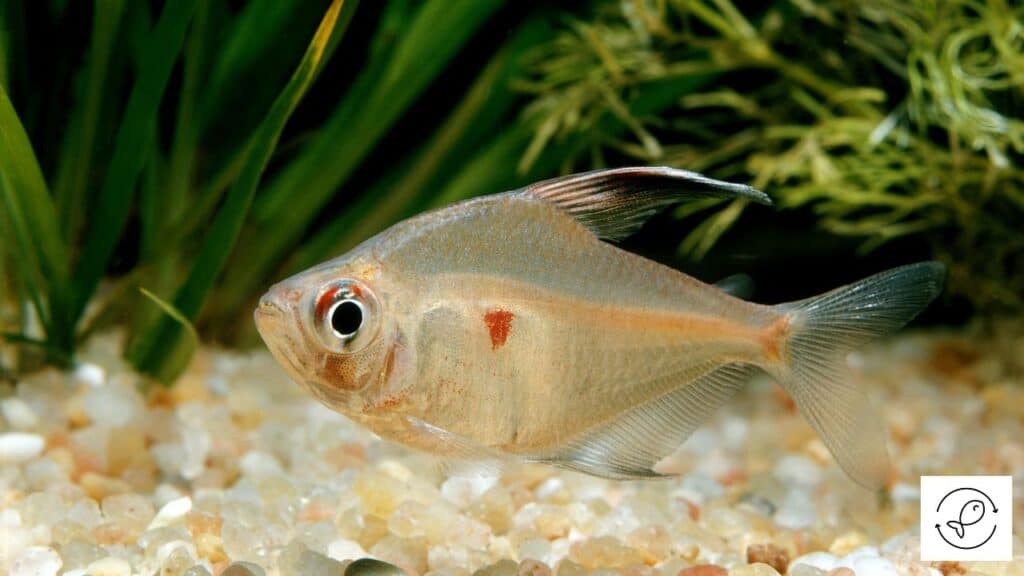 Bleeding Heart Tetra