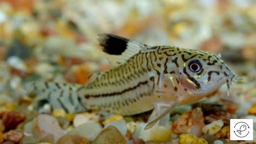 Corydoras Catfish