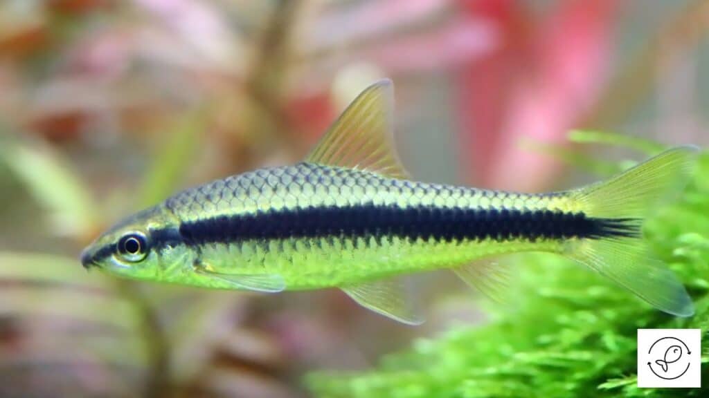 Siamese Algae Eater