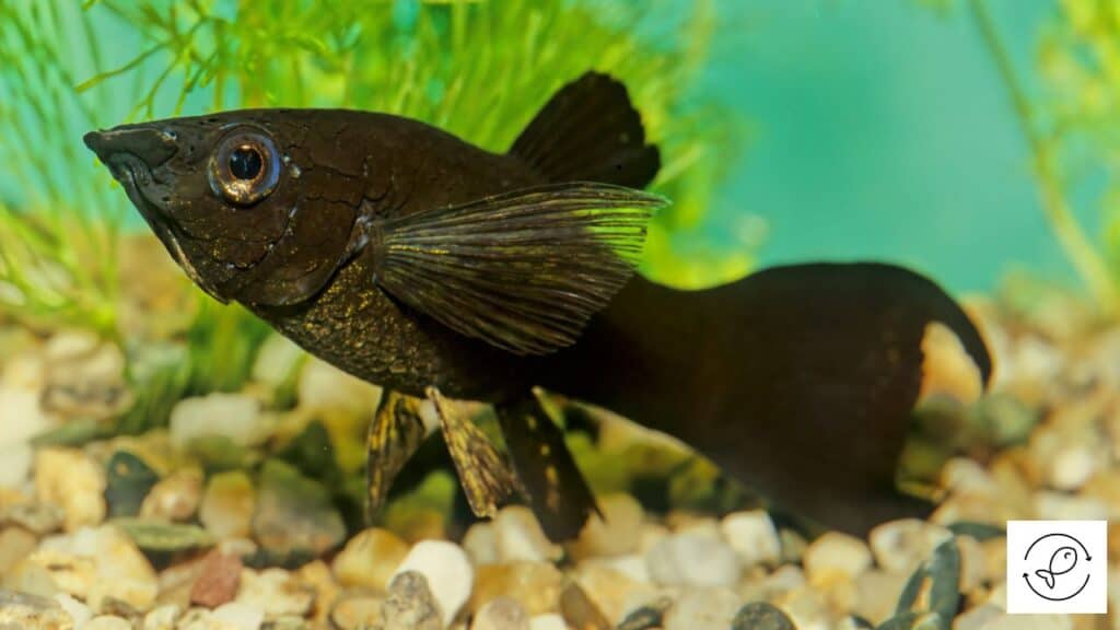 Black Molly