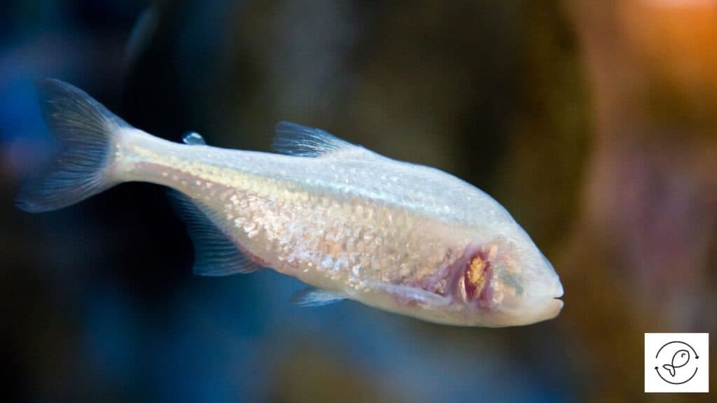 Blind Cave Fish