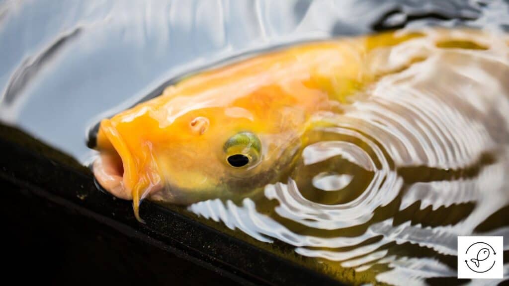 Fish breathing air