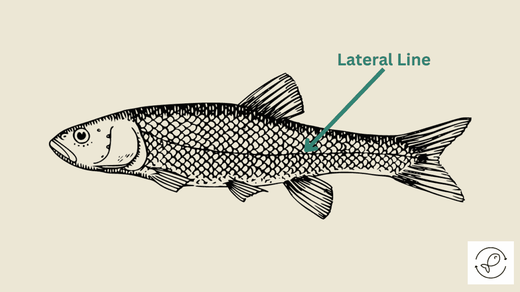 Fish Lateral Line