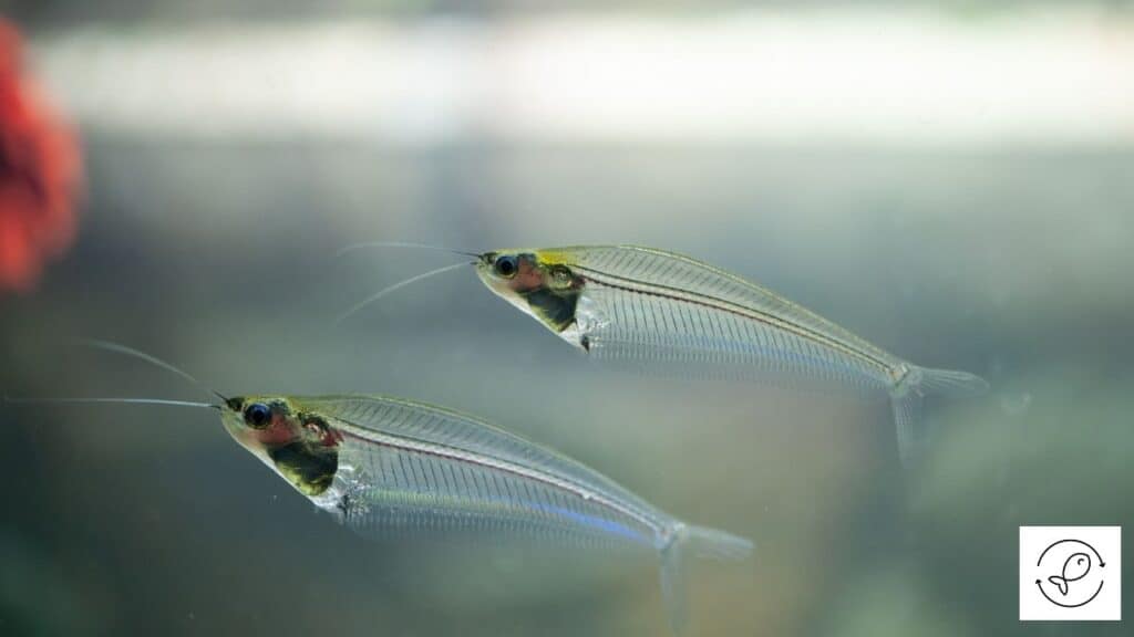 Glass Catfish