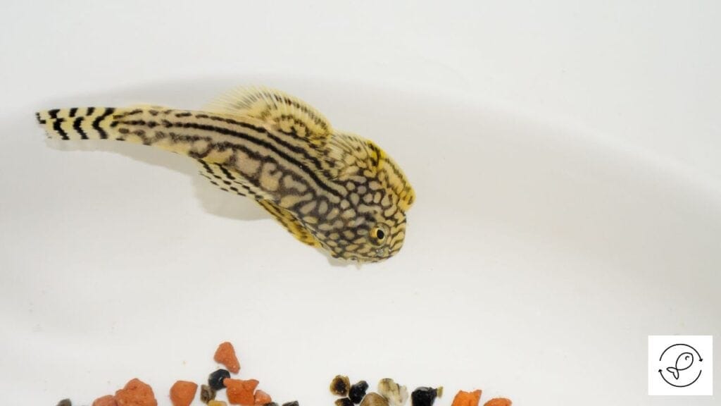 Hillstream Loach