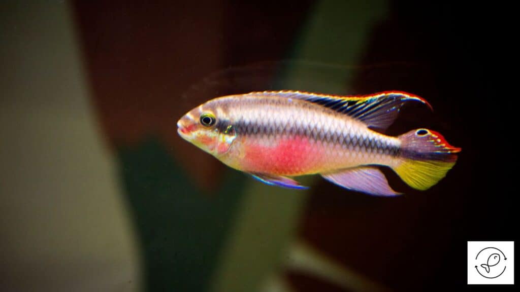 Kribensis Cichlid