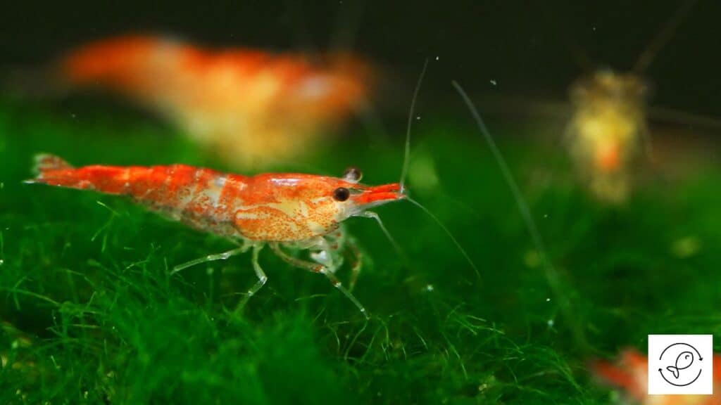Neocaridina Shrimp