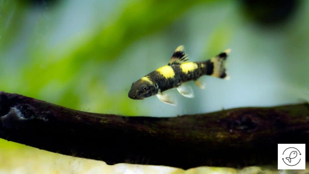 Panda Garra
